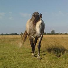 Pura Raza Española Descarado - rider 