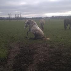 Pura Raza Española Descarado - rider 