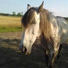 Pura Raza Española Descarado - rider 