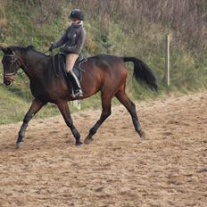 Dansk Varmblod Rubellit