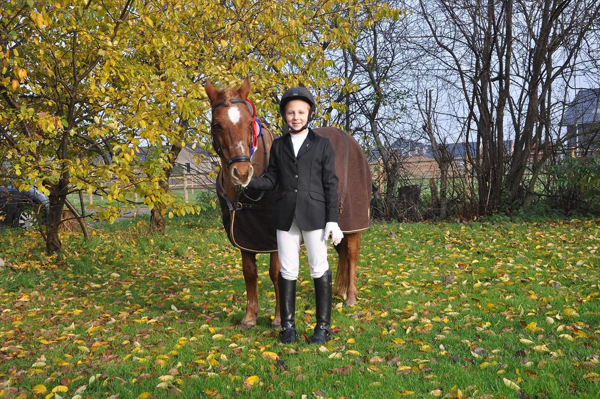 Welsh Pony af Cob-type (sec C) Tjekita - Efter præmie overrakelse til første stævne... Den (s)kønne pony!<3 billede 14