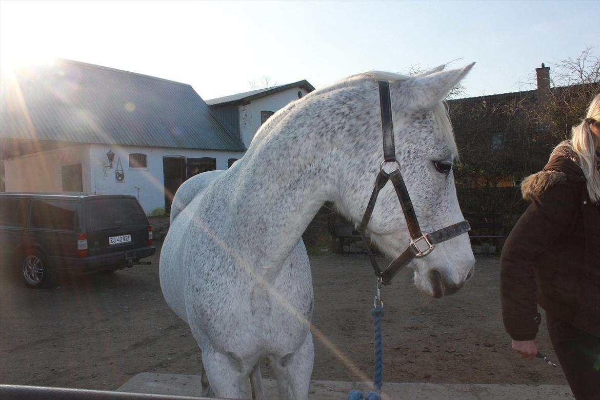 Anden særlig race Jasmin - Hvad kigger du på Jasmin :-D  billede 3