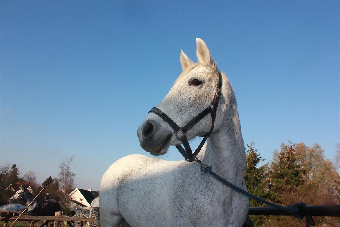 Anden særlig race Jasmin - Smukke Jasmin<3 billede 4