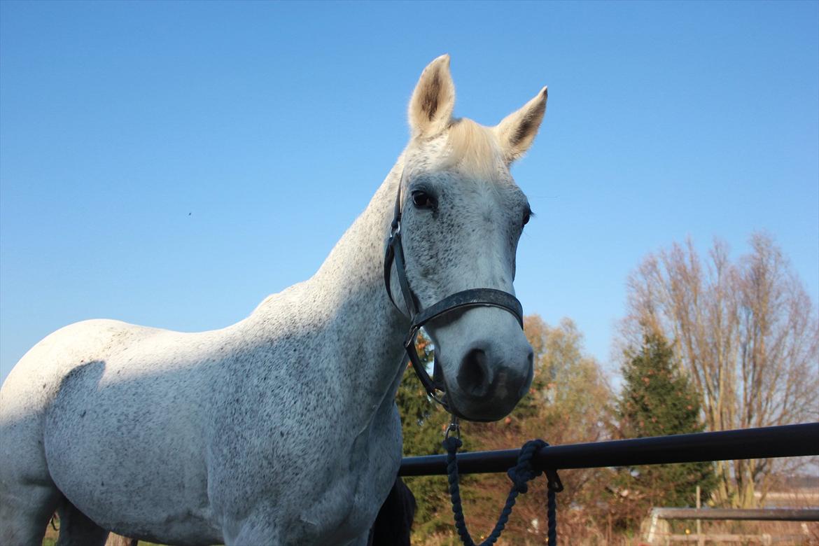 Anden særlig race Jasmin - Fine Jasmin <3<3  billede 5