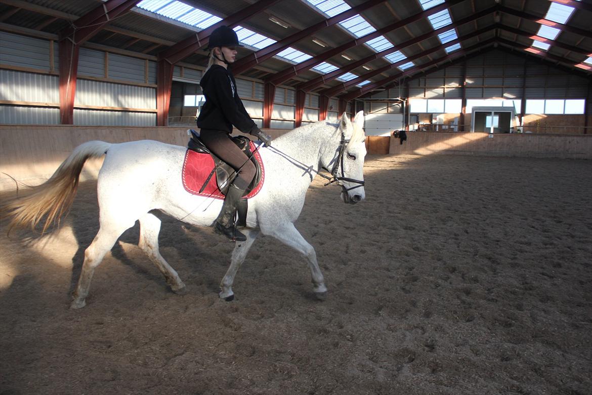 Anden særlig race Jasmin - Min pige <3  billede 10