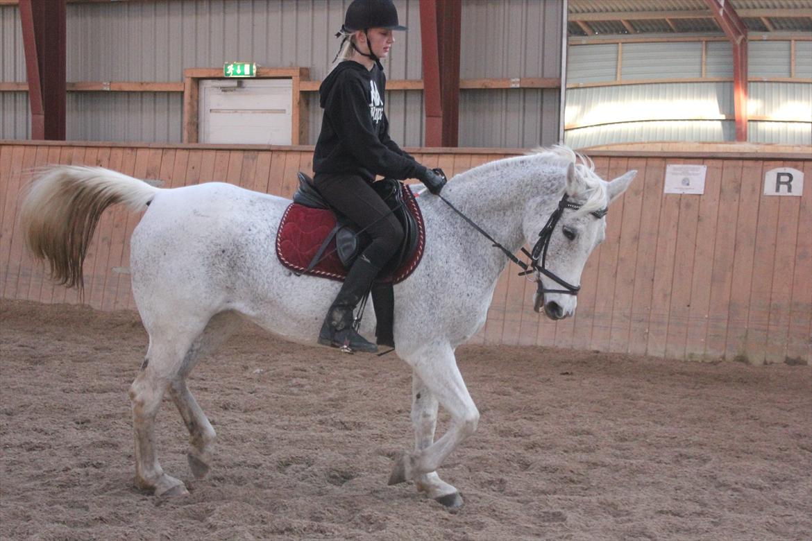 Anden særlig race Jasmin - Dygtige pony! :D billede 12