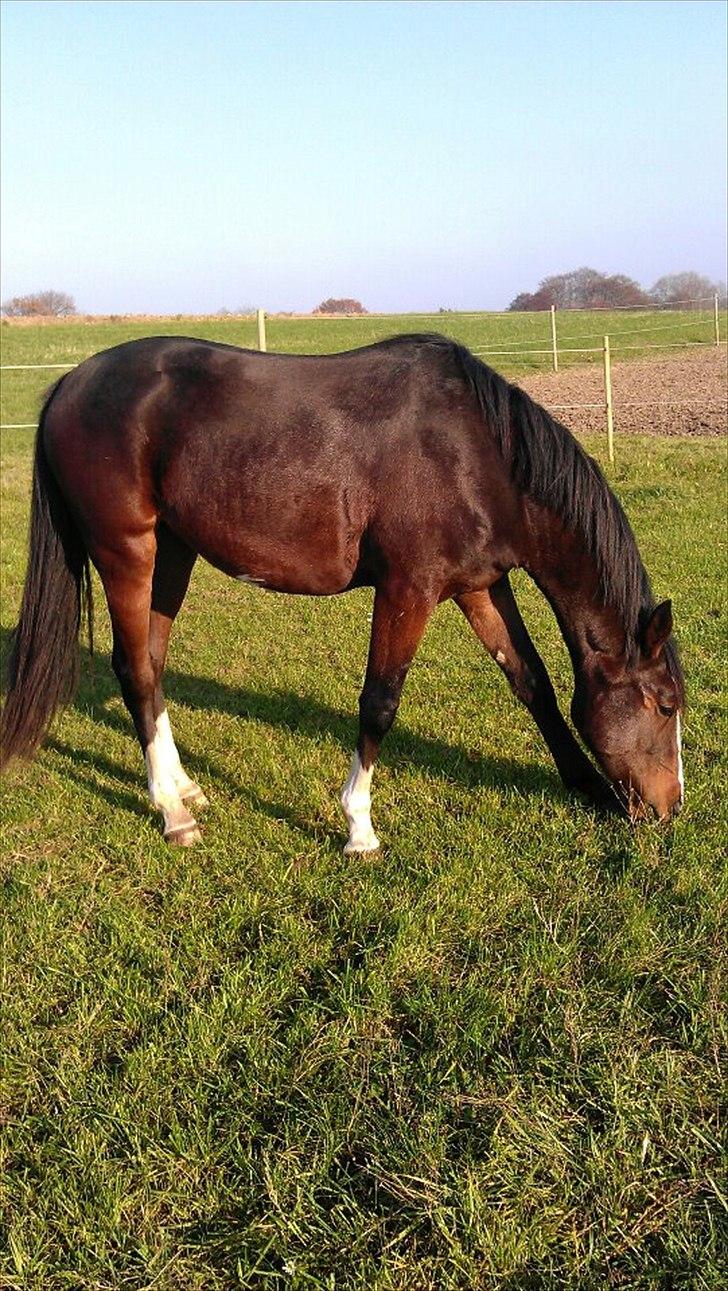 Anden særlig race Cosmo - Du er så smuk min dreng billede 10