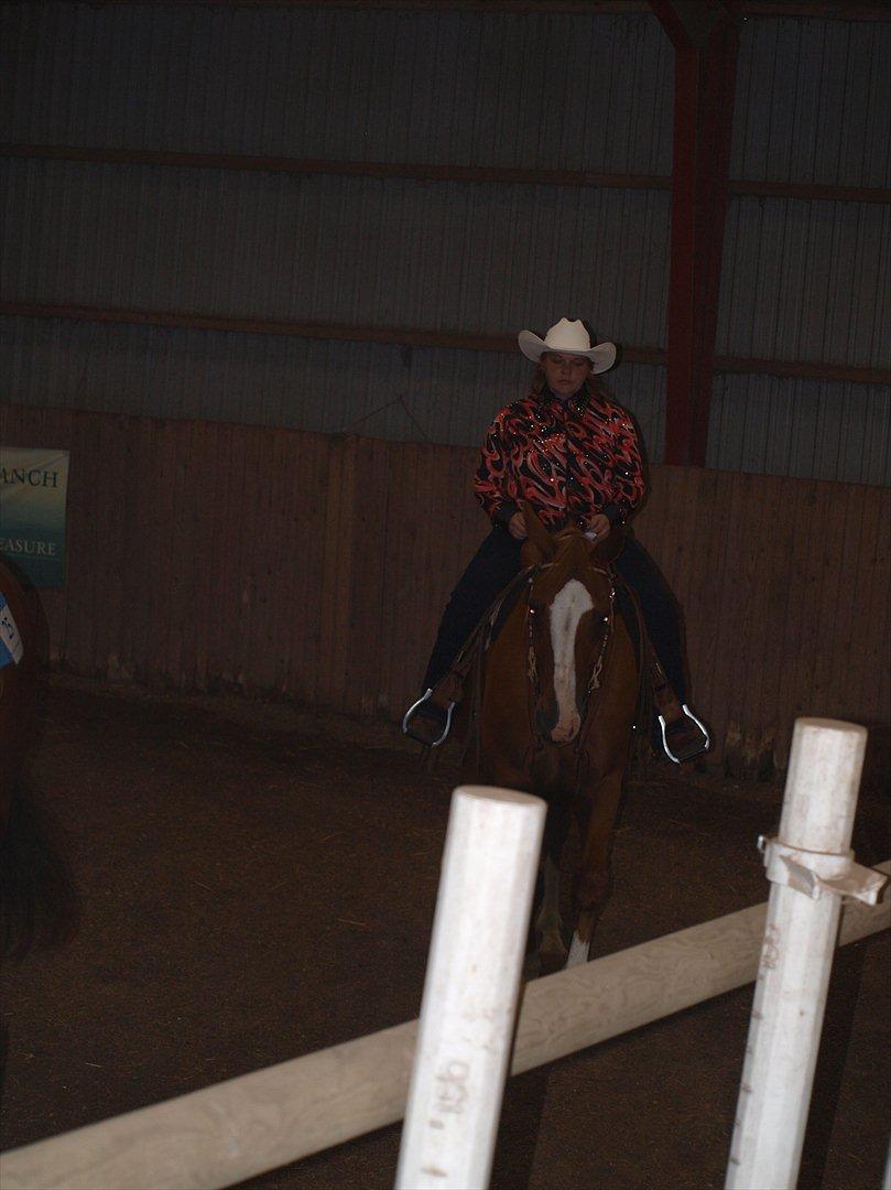 Dansk Varmblod Balou Vibeland billede 14