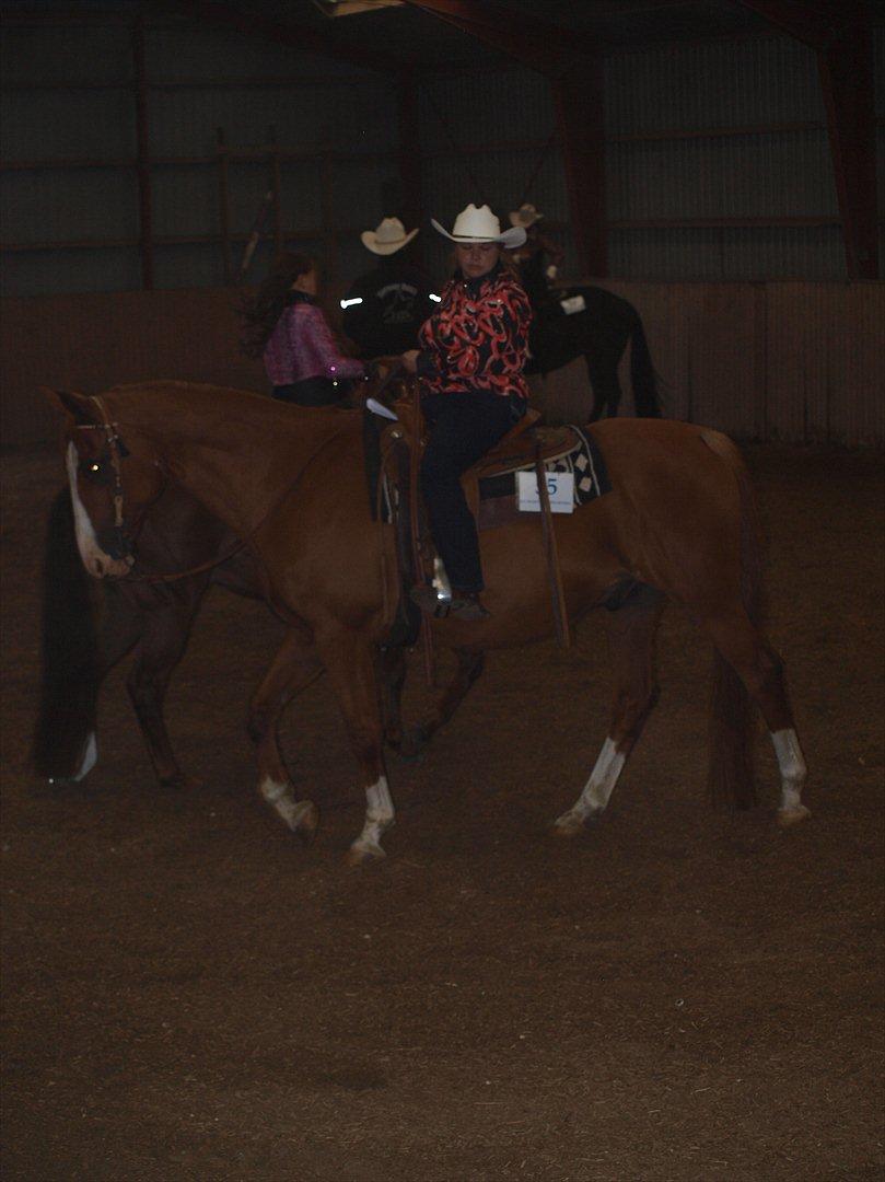 Dansk Varmblod Balou Vibeland billede 15