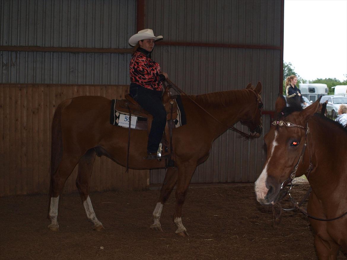 Dansk Varmblod Balou Vibeland billede 16