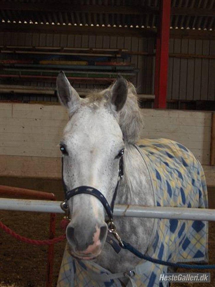 DSP Madeleine (Maddy) <3 ( Solgt) :( billede 8