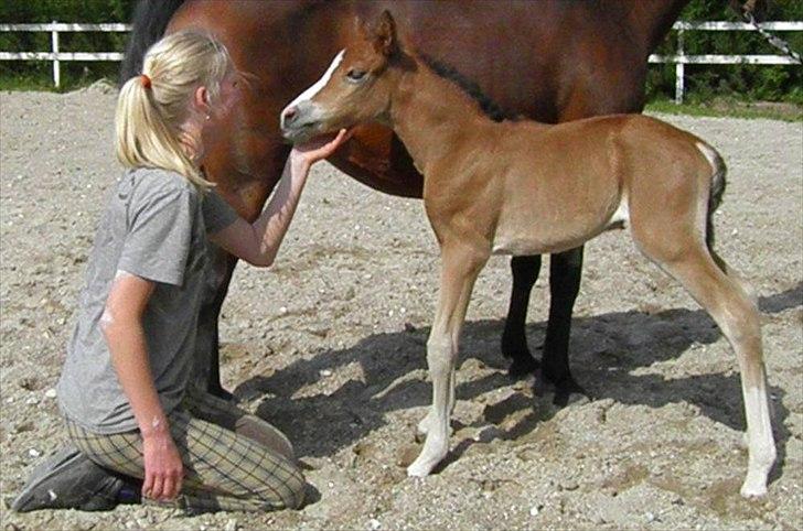 DSP Fredbo´s Rondo Royal<3 billede 32