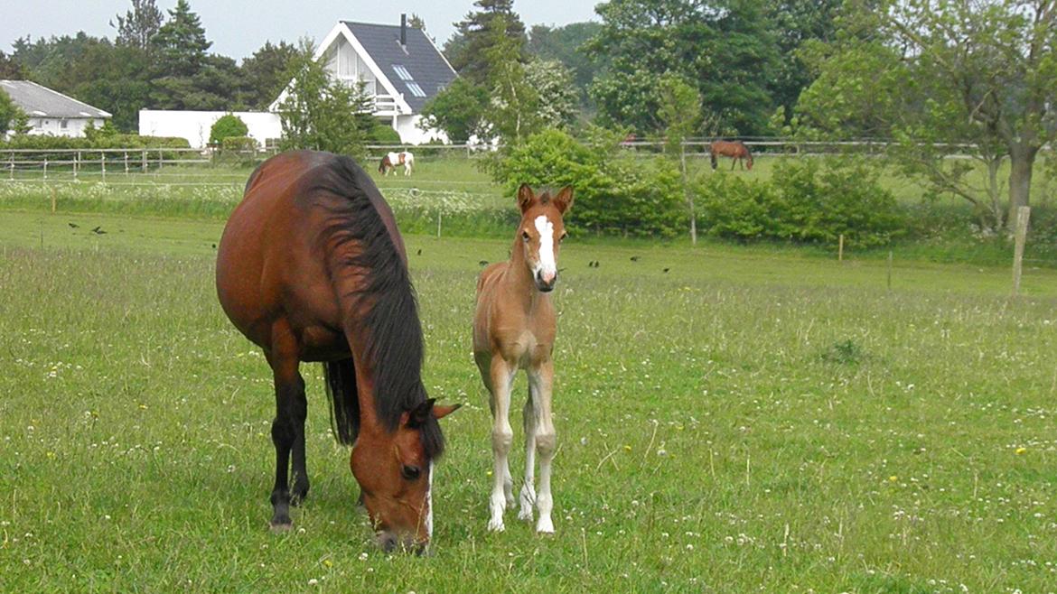 DSP Fredbo´s Rondo Royal<3 billede 33