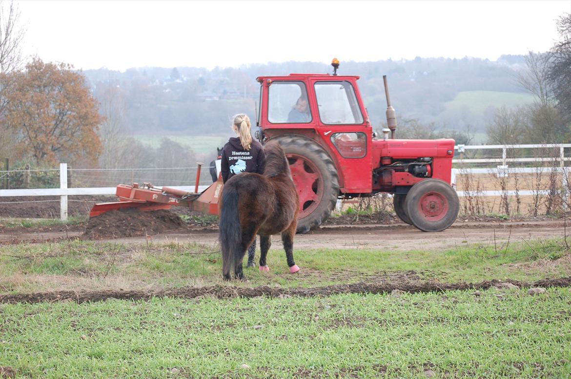 Shetlænder Bogøs Lady - Nov 2011 billede 7