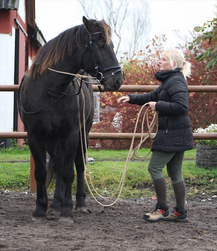 Anden særlig race Kashmir billede 2