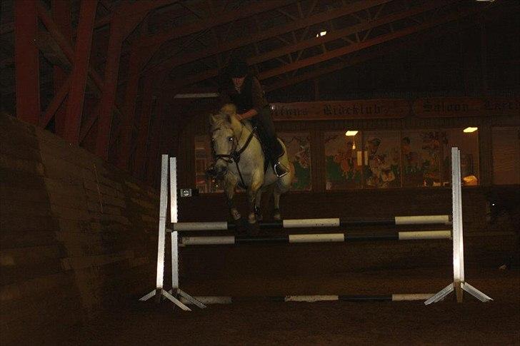 Anden særlig race Silver billede 10