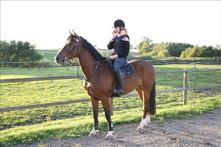 New Forest Bøgelys Rico - Solgt - Lige efter springning hos Shane.  billede 1