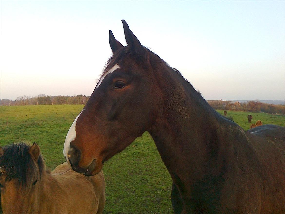 Anden særlig race Smirnoff - Så er der jagt på nabomarken, gad vide om jeg slipper igen, jeg må ihvertfald hellere løbe lidt rundt så det bliver sværere at ramme mig. billede 4