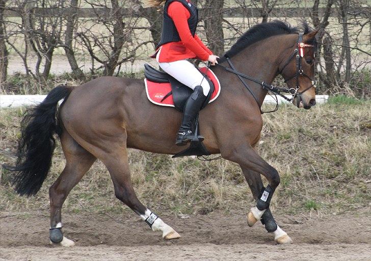 New Forest Bøgelys Rico - Solgt - Slangerup. billede 4