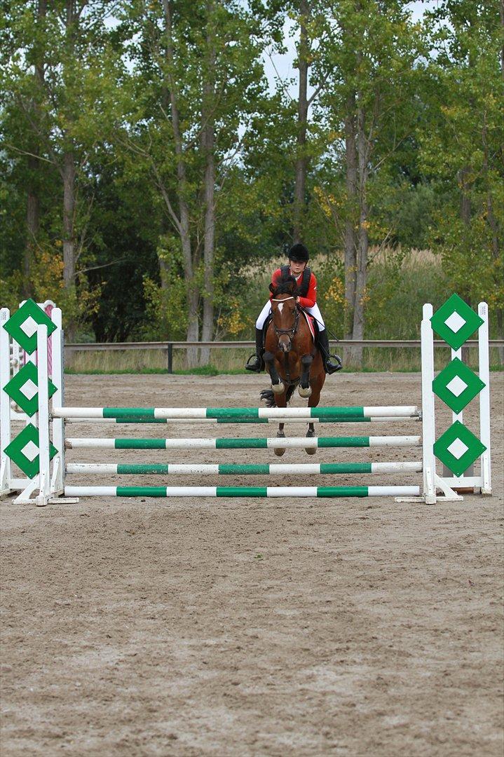 New Forest Bøgelys Rico - Solgt - LB**. 4. plads billede 11