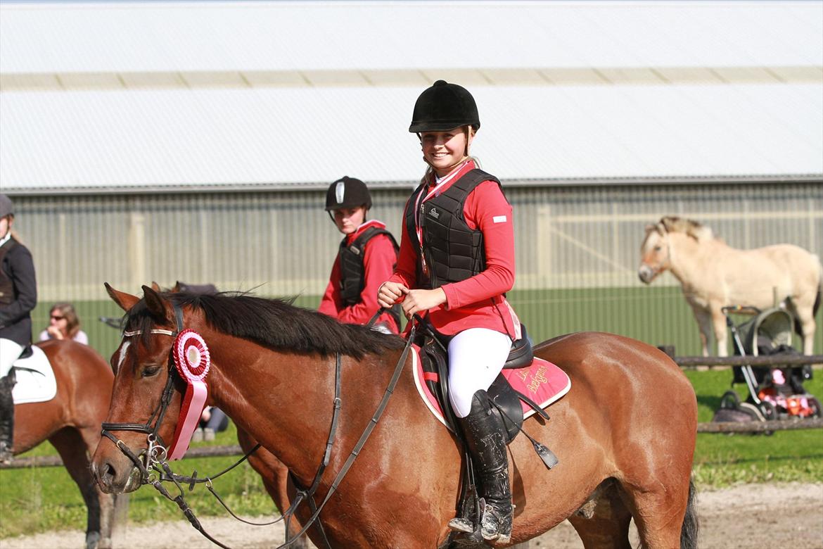 New Forest Bøgelys Rico - Solgt - Bronzemedalje springning i Haslev. 1. plads. billede 12