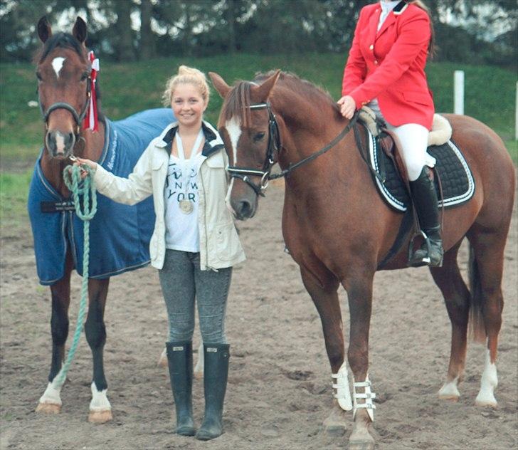 New Forest Bøgelys Rico - Solgt - Efter et fint stævne m. 1. plads i Skive billede 14