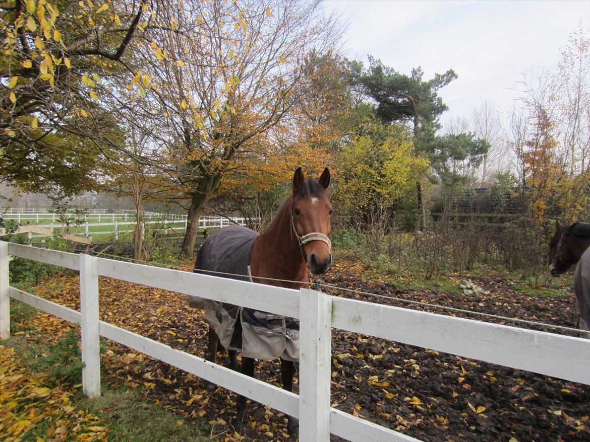 Anden særlig race kashede´s precious jewel!!<3   - Hold dig væk fra de mennesker, der prøver at nedgøre dine ambitioner. Det gør små mennesker altid. Store mennesker får dig til at føle, at du kan opnå det, du ønsker dig.
 billede 10