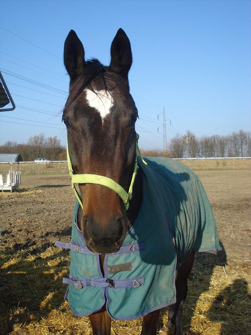 Dansk Varmblod Ti Amo De L (tidligere part) - du kommer altid når jeg kalder!<3:-* billede 2