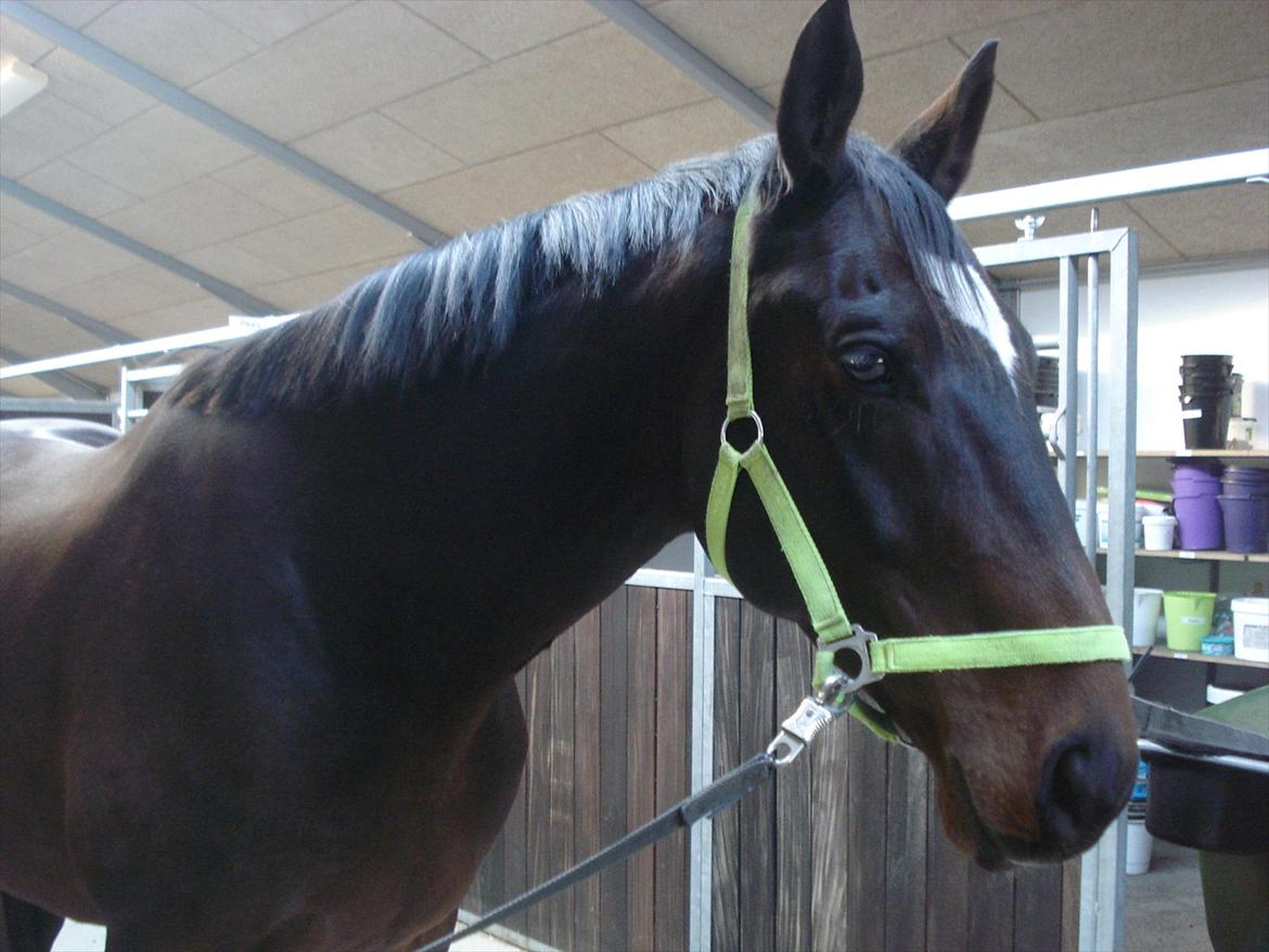 Dansk Varmblod Ti Amo De L (tidligere part) - smukke hyp! billede 3