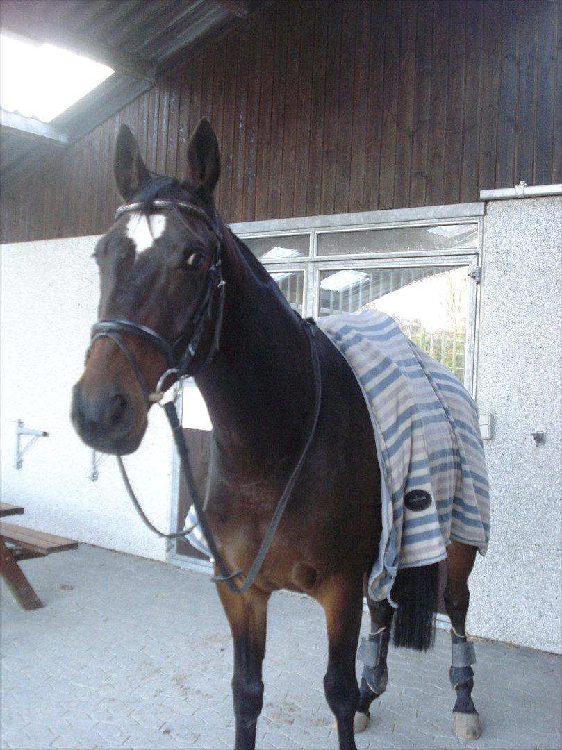Dansk Varmblod Ti Amo De L (tidligere part) - inden dressur træning! :-** billede 4