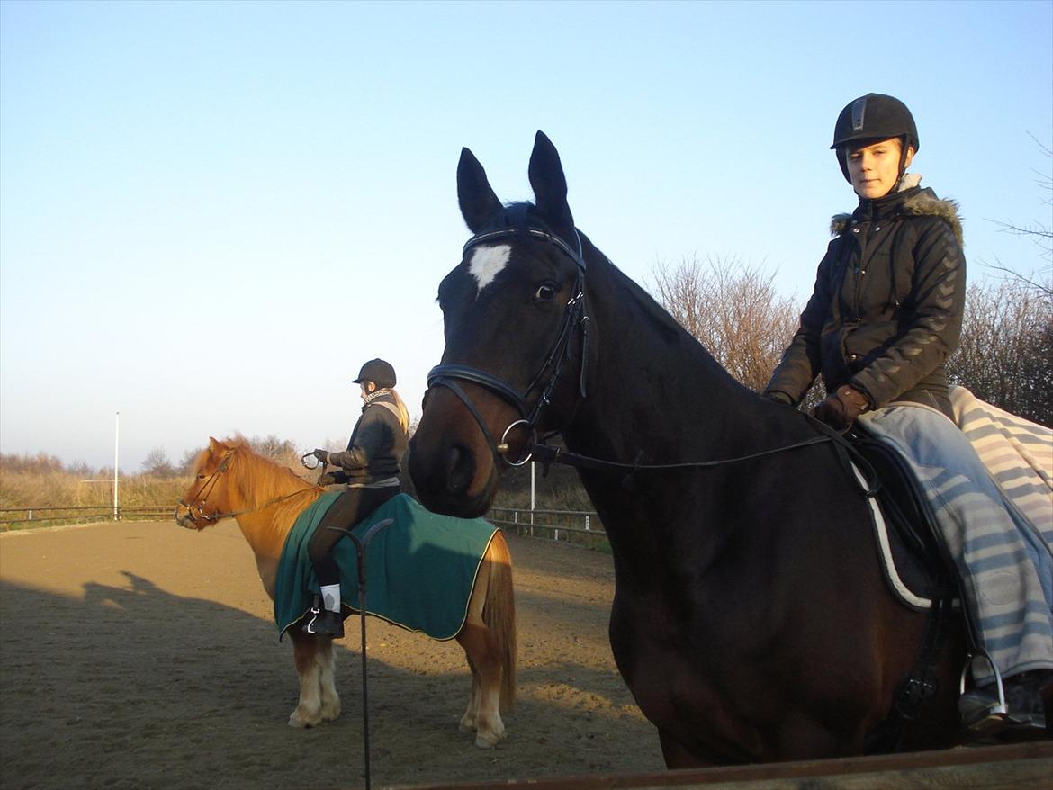 Dansk Varmblod Ti Amo De L (tidligere part) - du er fantastisk<3 billede 5