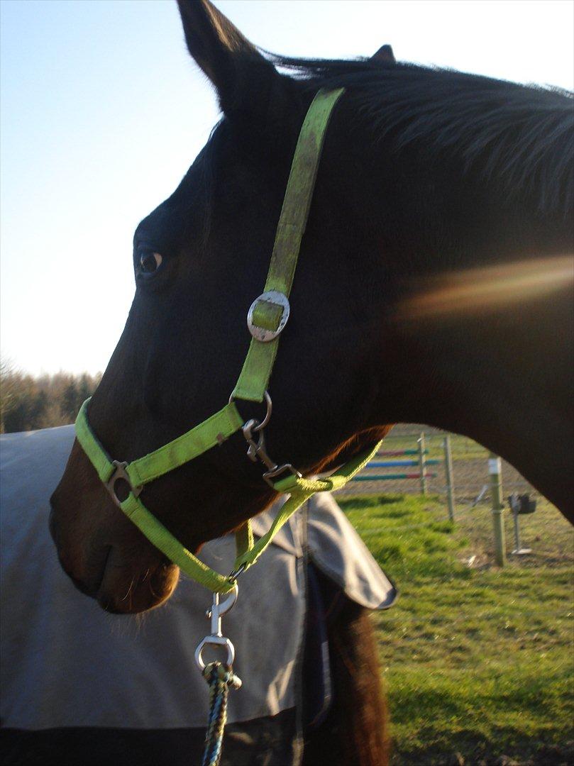 Dansk Varmblod Ti Amo De L (tidligere part) billede 6