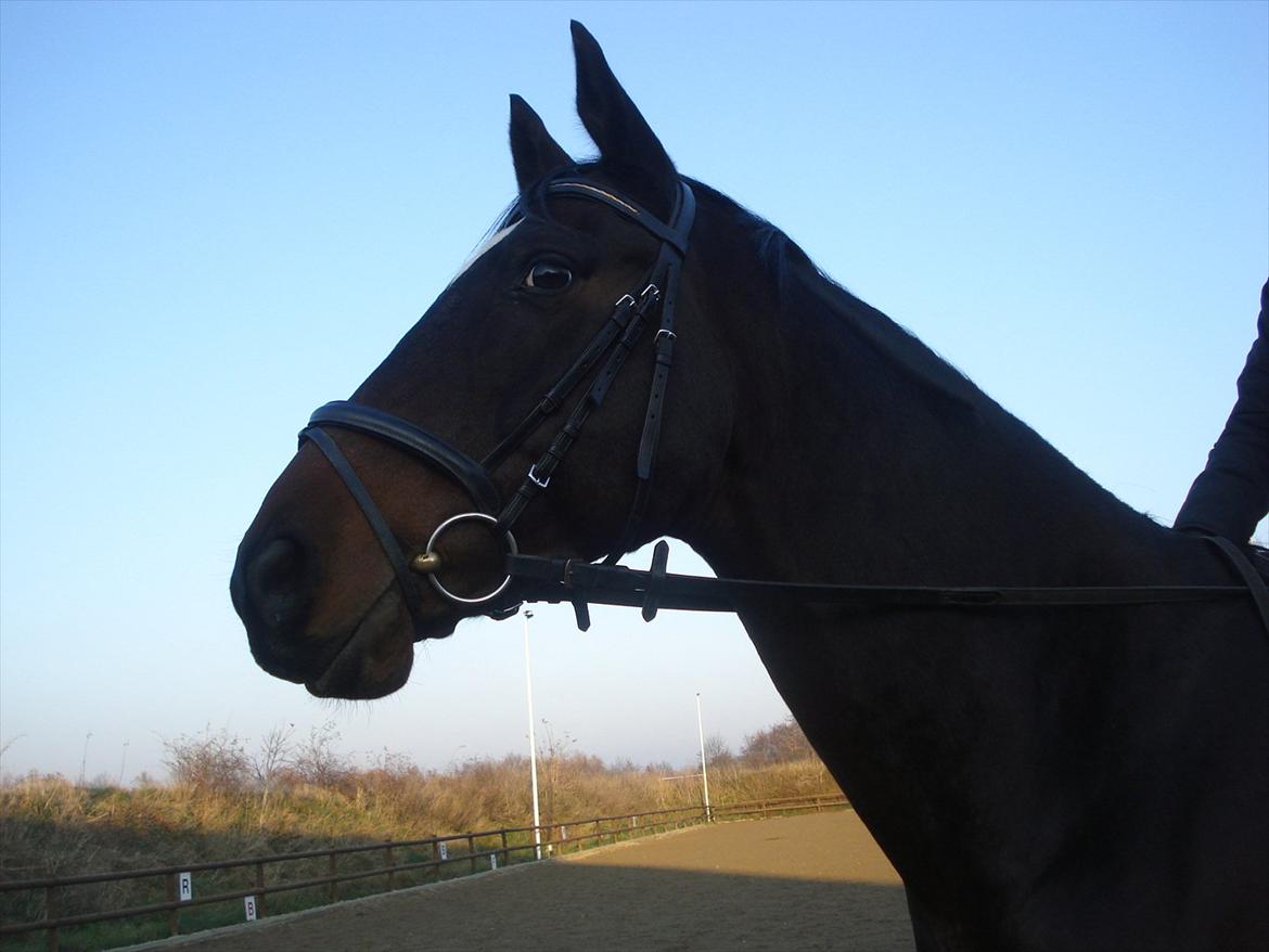 Dansk Varmblod Ti Amo De L (tidligere part) billede 8