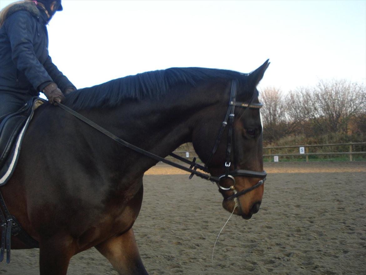 Dansk Varmblod Ti Amo De L (tidligere part) - dressur træning 12/11-11 :-D billede 9