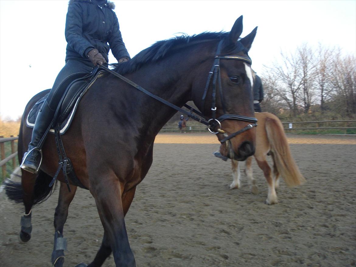 Dansk Varmblod Ti Amo De L (tidligere part) - dressur træning 12/11-11 :-D billede 10