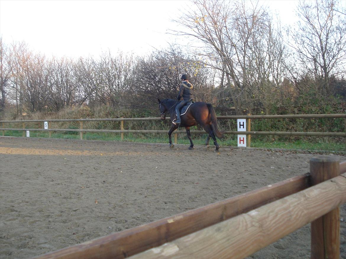 Dansk Varmblod Ti Amo De L (tidligere part) - dressur træning 12/11-11 :-D billede 11