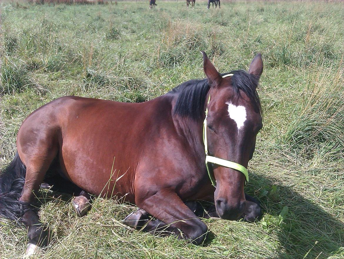 Dansk Varmblod Ti Amo De L (tidligere part) - sommer 2011. han for sig sig en lille lur på folden :-) billede 12