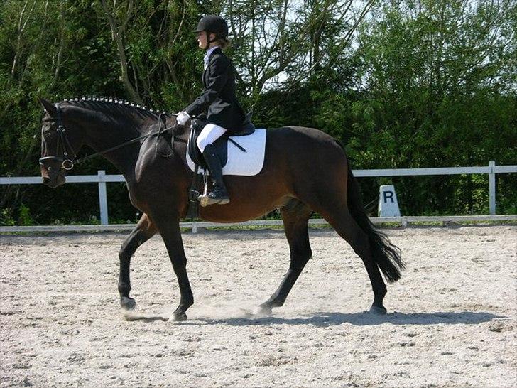 Dansk Varmblod Ti Amo De L (tidligere part) - stævne 21/08-11 :-) billede 13