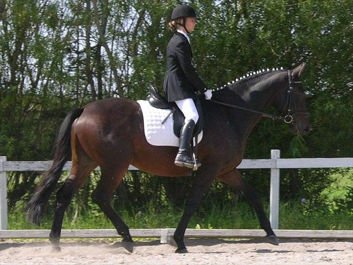 Dansk Varmblod Ti Amo De L (tidligere part) - stævne 21/11-11 :-) billede 14