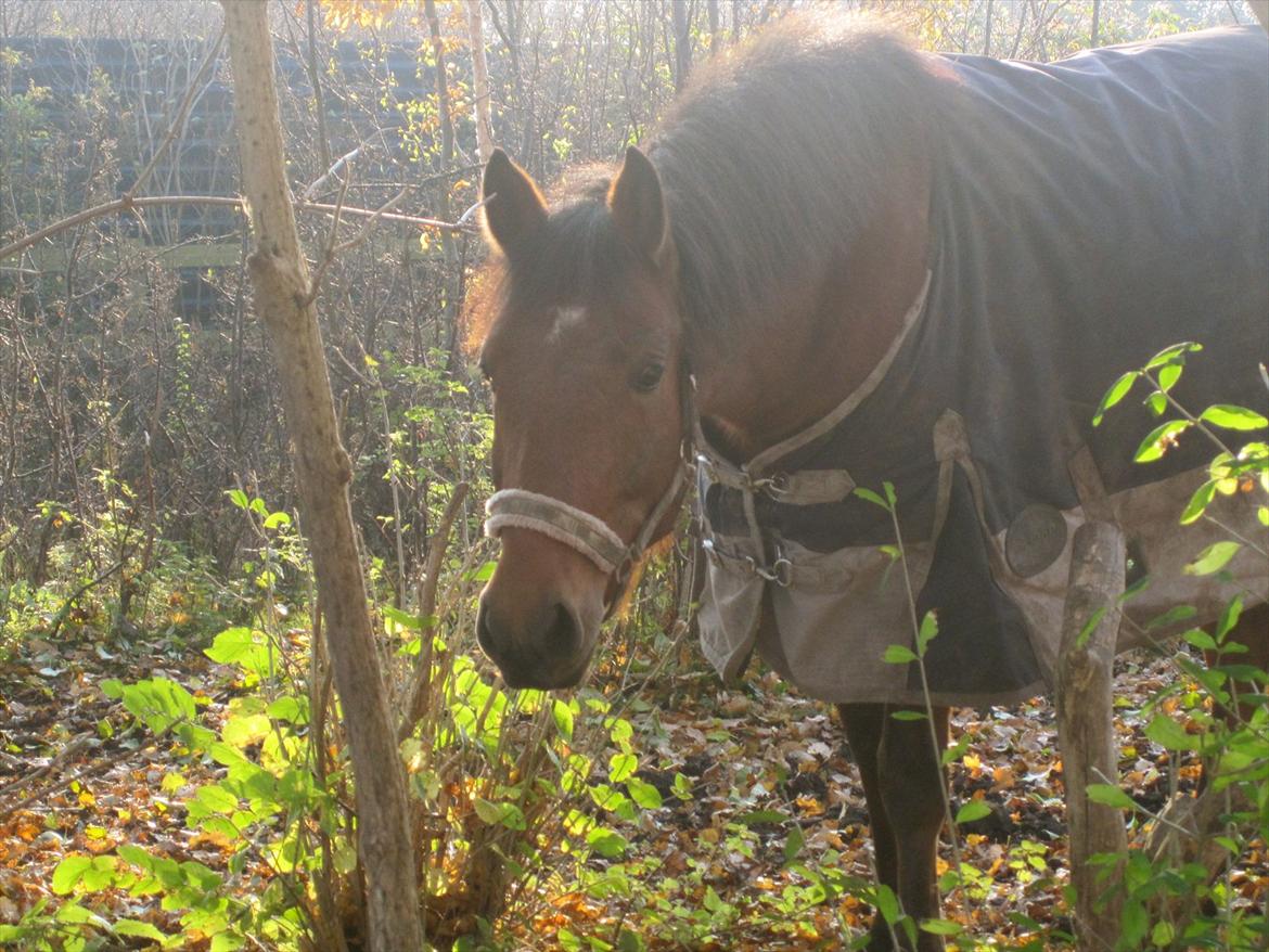 Anden særlig race kashede´s precious jewel!!<3   - Den største opdagelse igennem tiderne, er at mennesker kan ændrer deres liv, ved at ændre deres indstillinger til livet.
 billede 11