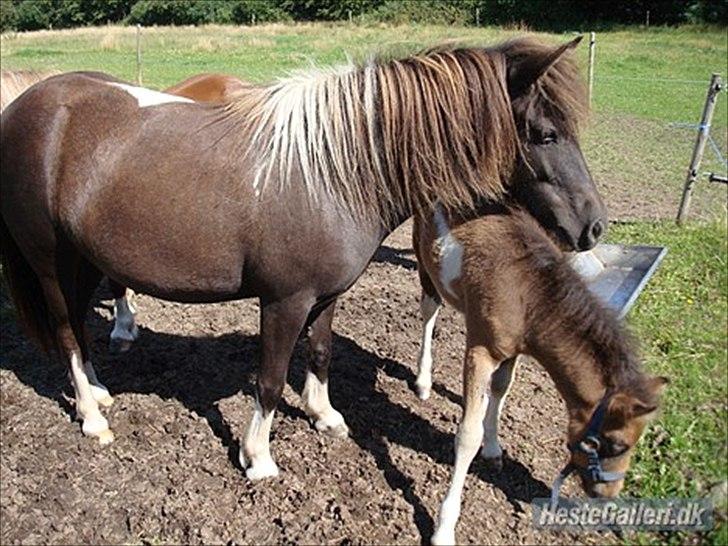 Anden særlig race Hannibal  (BFF<3) - Hannibal og hans mor ;D billede 5