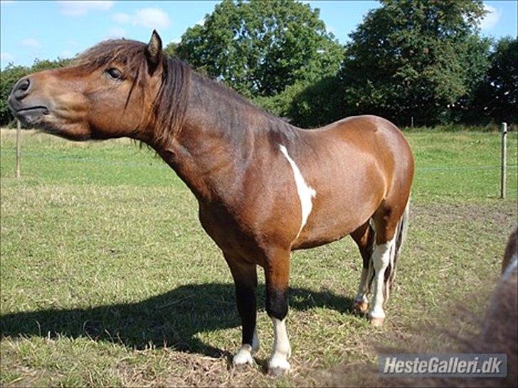 Anden særlig race Hannibal  (BFF<3) - Hannibals far  billede 4