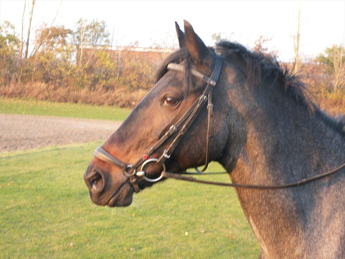 Anden særlig race Kira "SOLGT" ;'(( - Sidste dag med verdens bedste pony! ;'(( Du er savnet pony!! ;-** billede 17
