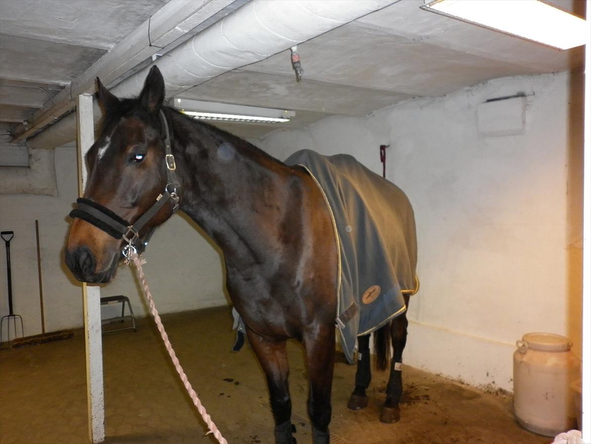 Dansk Varmblod Jutlandia's Parfait billede 11