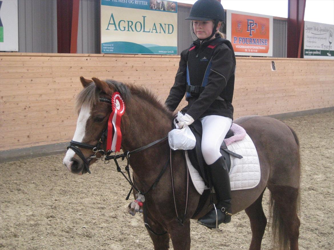 Welsh Pony af Cob-type (sec C) Fanny SOLGT :'( - fanny og jeg til stævne i Egum, to første pladser i LC og LB i spring, der var 30 ryttere med i LB`en, og vi vandt :-) billede 11