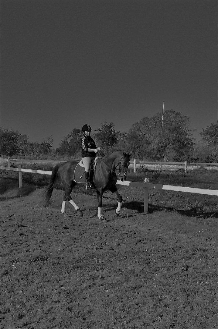 Traver Rabiega Rouge *Savnet* billede 8