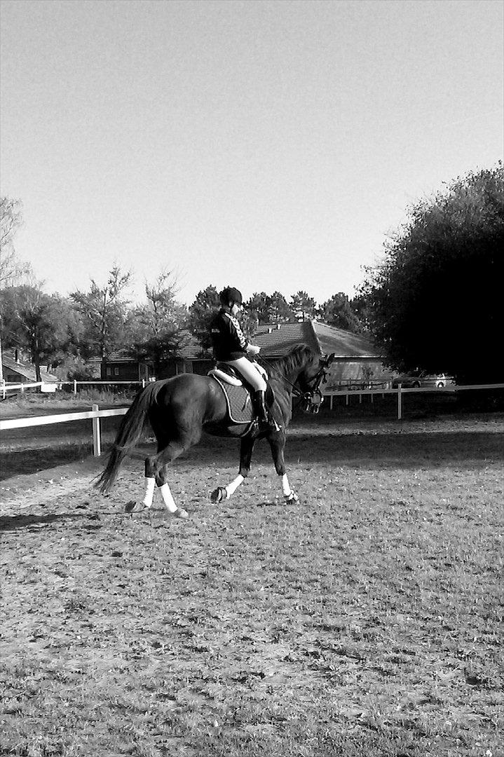 Traver Rabiega Rouge *Savnet* billede 9