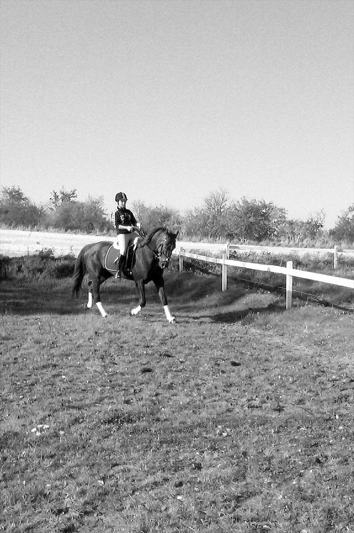 Traver Rabiega Rouge *Savnet* billede 10