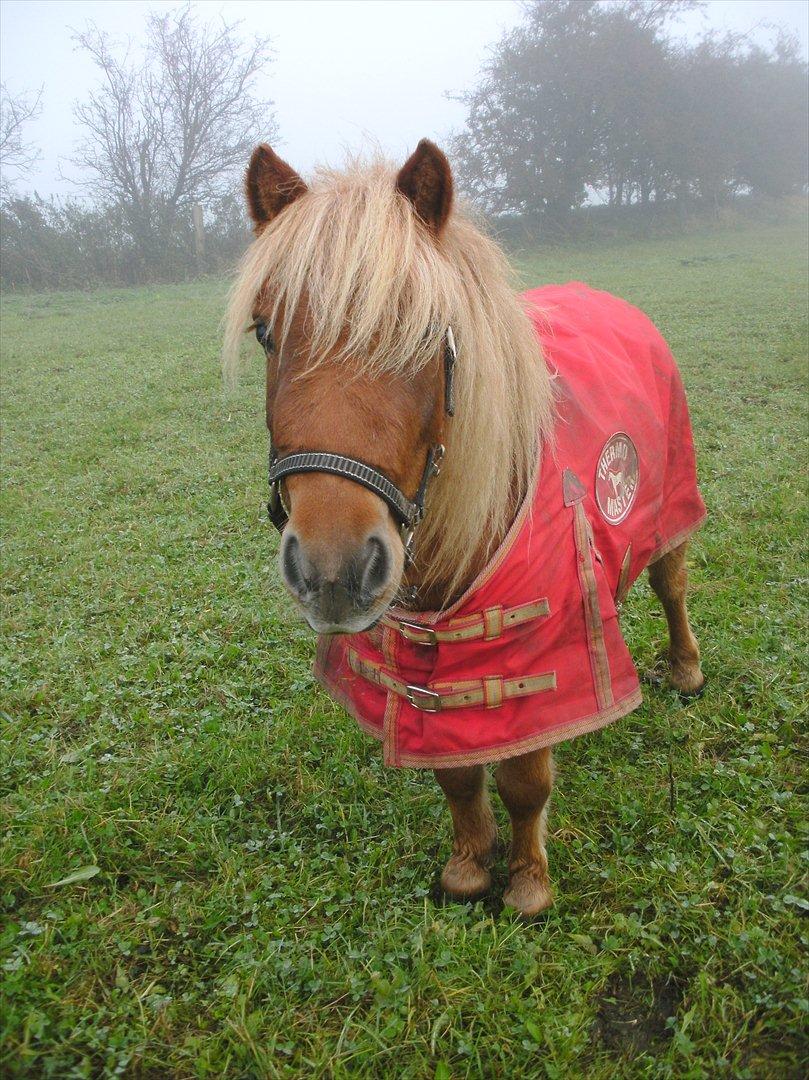 Shetlænder Rosie - <3 billede 13