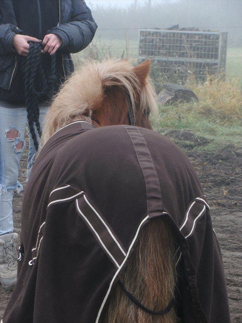 Shetlænder Rosie - tak for kigget ;) <3 billede 19